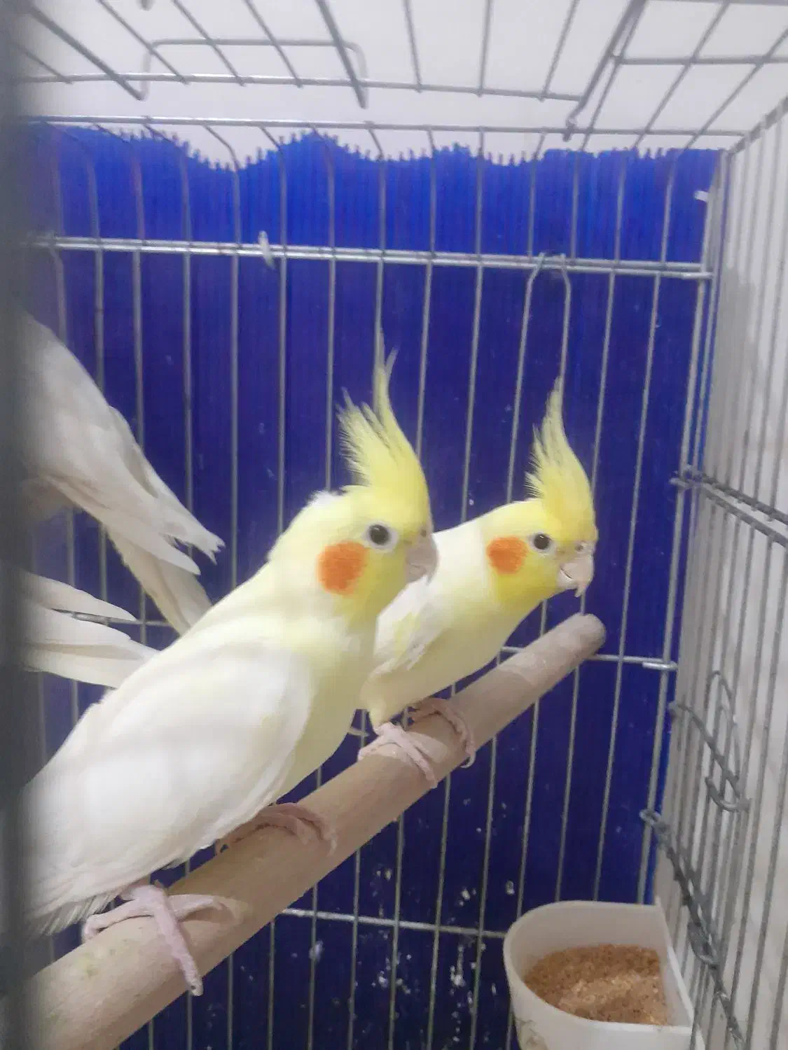 عروس هلندی|پرنده|اهواز, طالقانی|دیوار