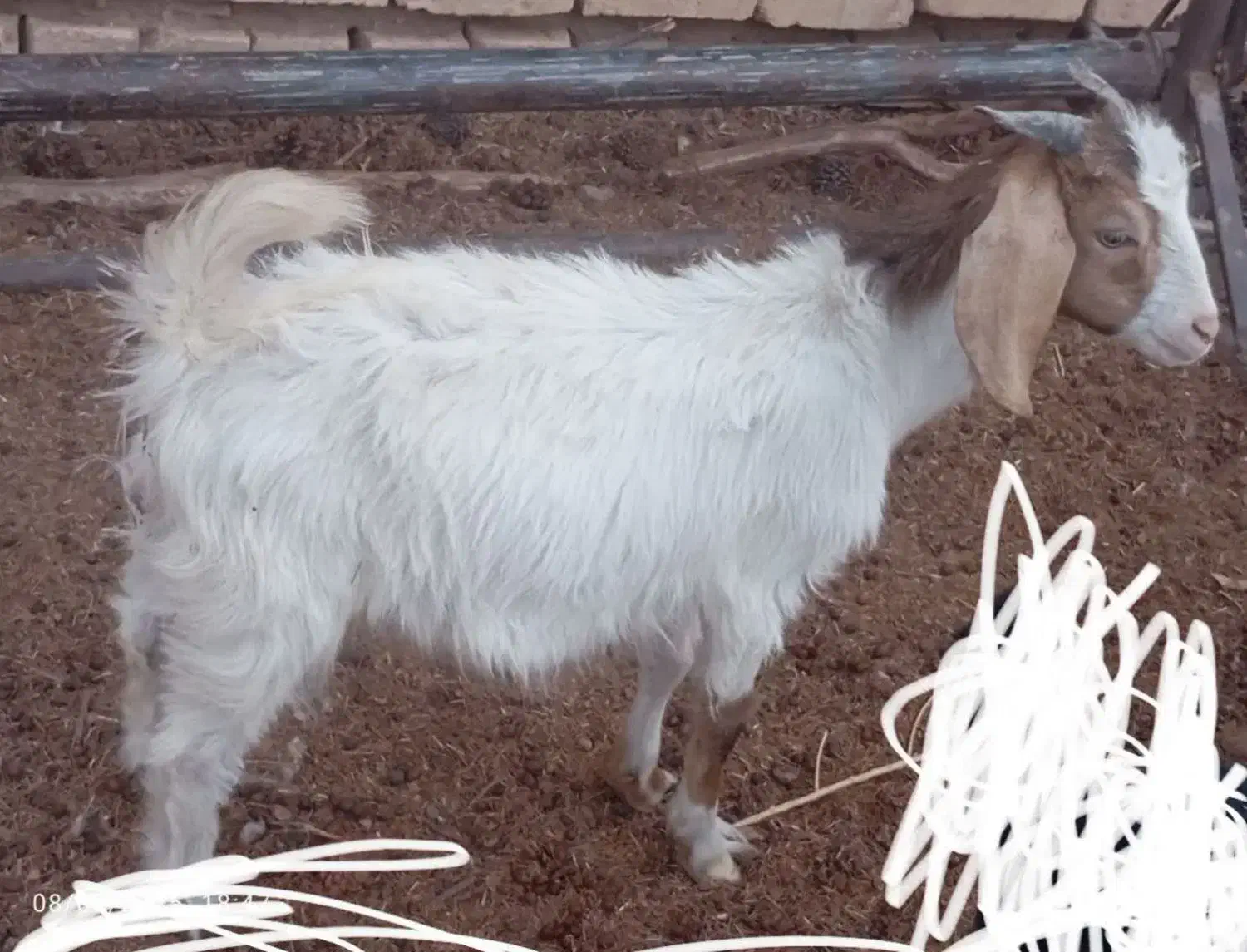 گمشده گوسفند|حیوانات|بیرجند, |دیوار