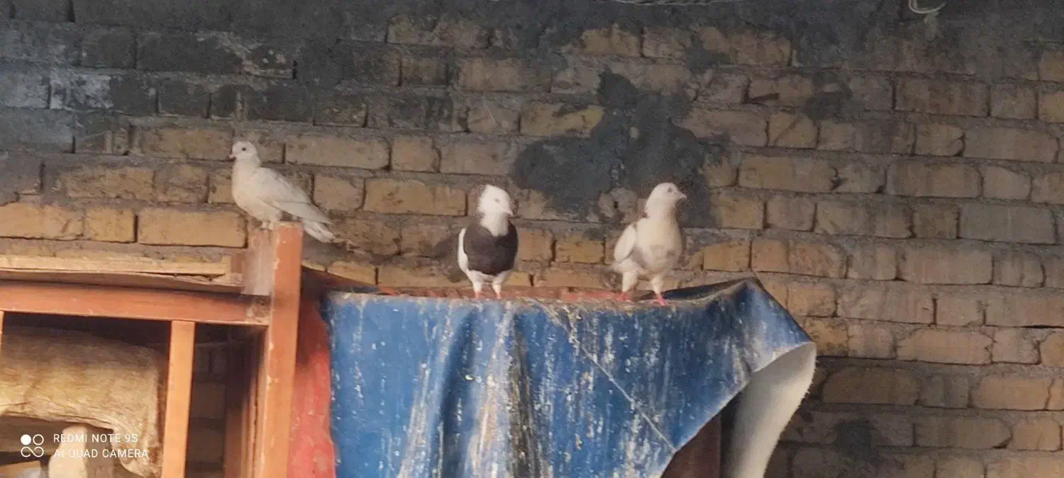 حراج کبوتر|پرنده|لامرد, |دیوار