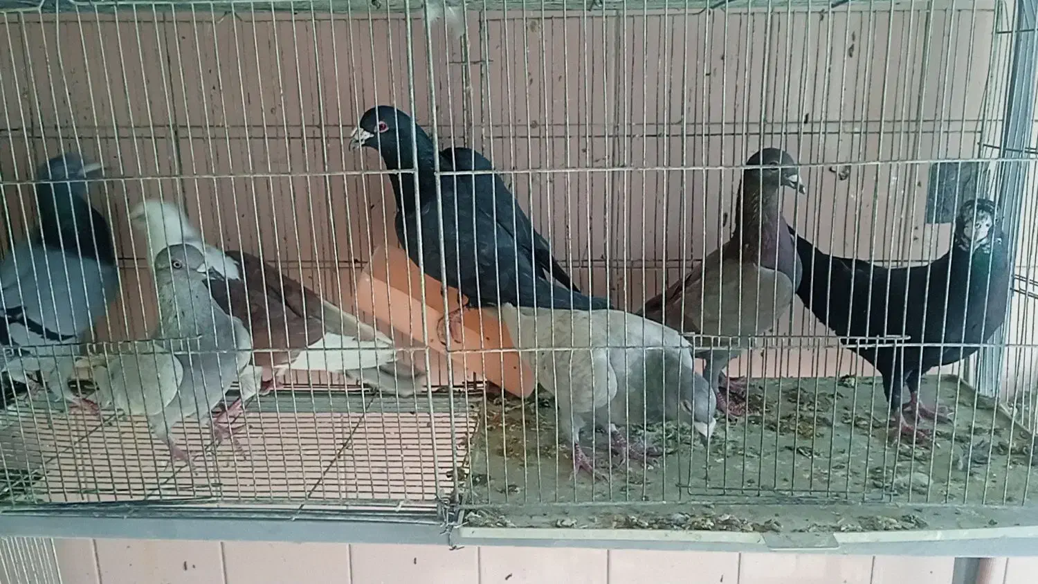 کبوتر دورگ سرورگوره سیاه بزک طاووسی دوکت|پرنده|نجفآباد, یزدانشهر|دیوار