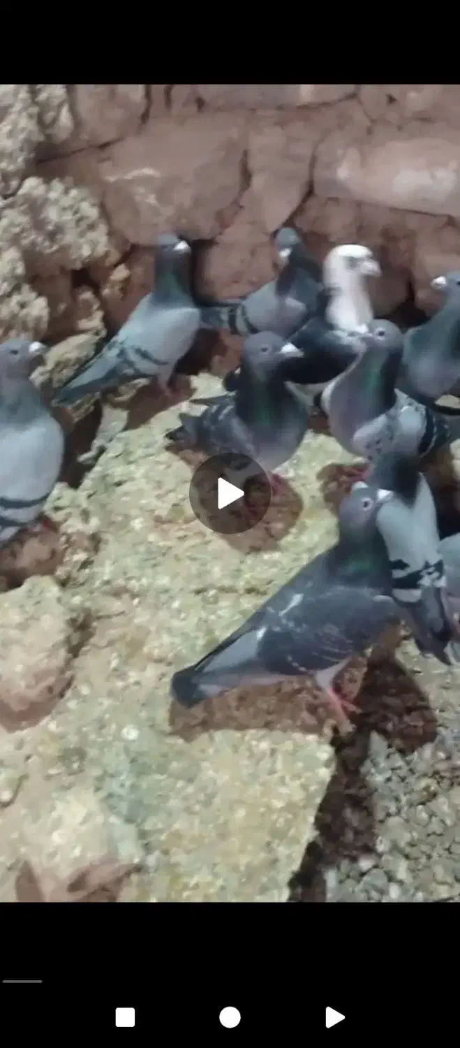 کبوترپلاکی|پرنده|آباده, |دیوار