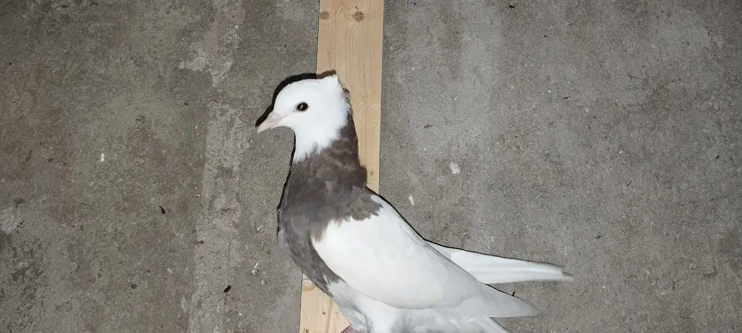 طوقی بندر دیلم|پرنده|دیلم, |دیوار