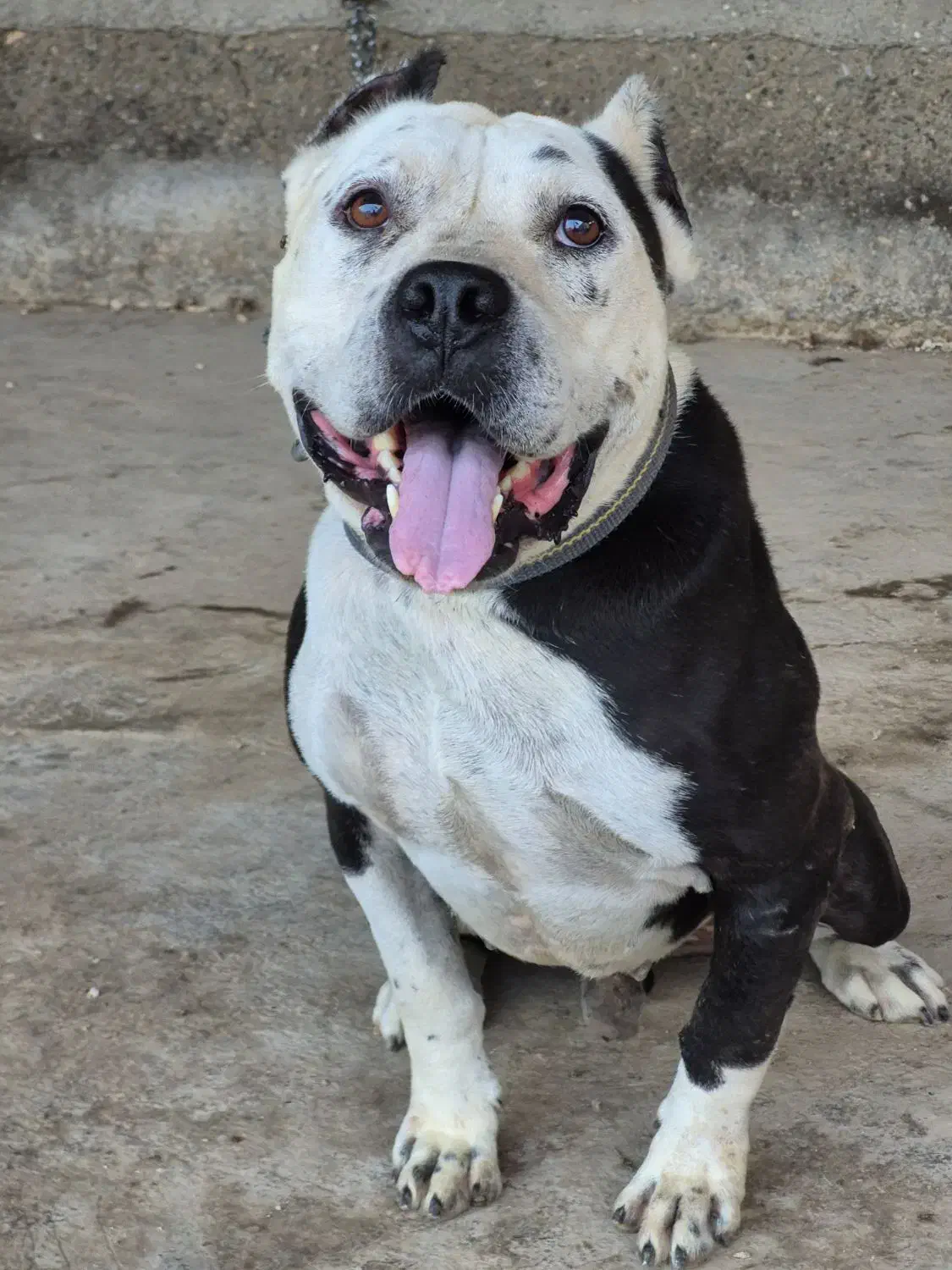 پیتبول تریر|سگ|آق قلا, |دیوار