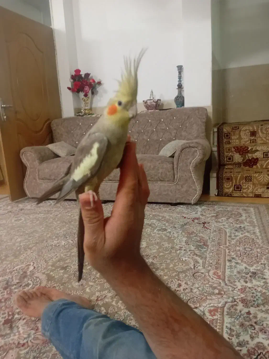 عروس هلندی دستی|پرنده|تفت, |دیوار