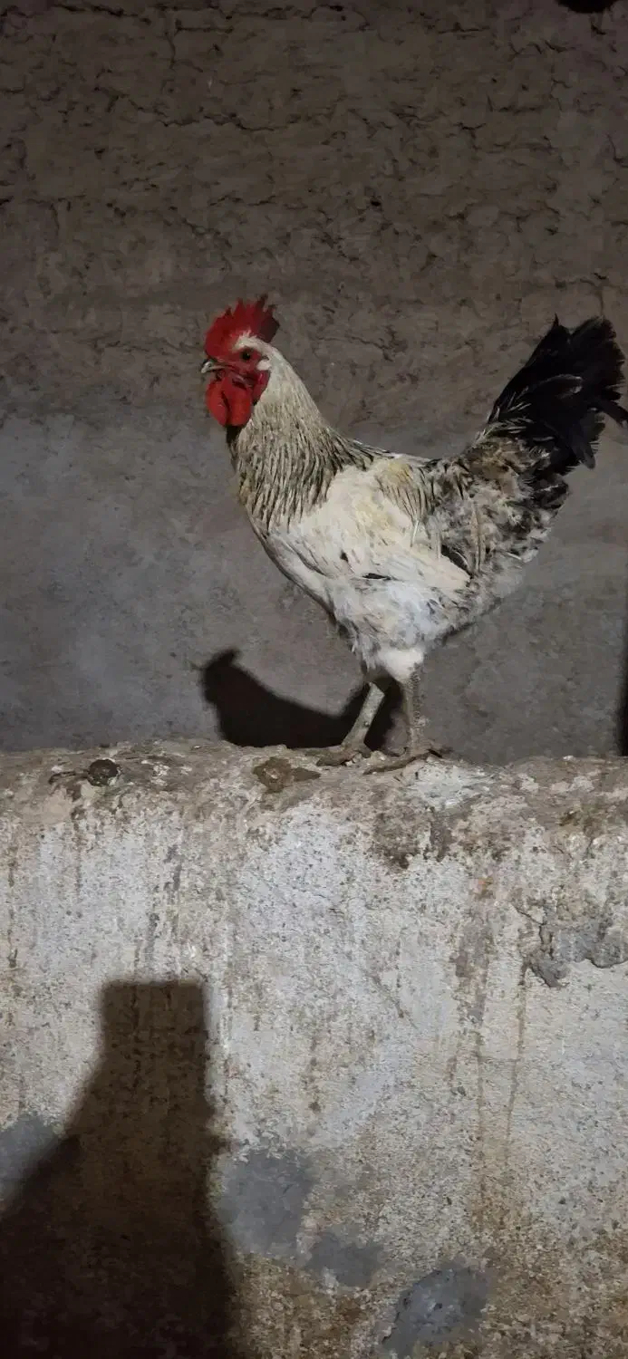 خروس|حیوانات مزرعه|فاروج, |دیوار