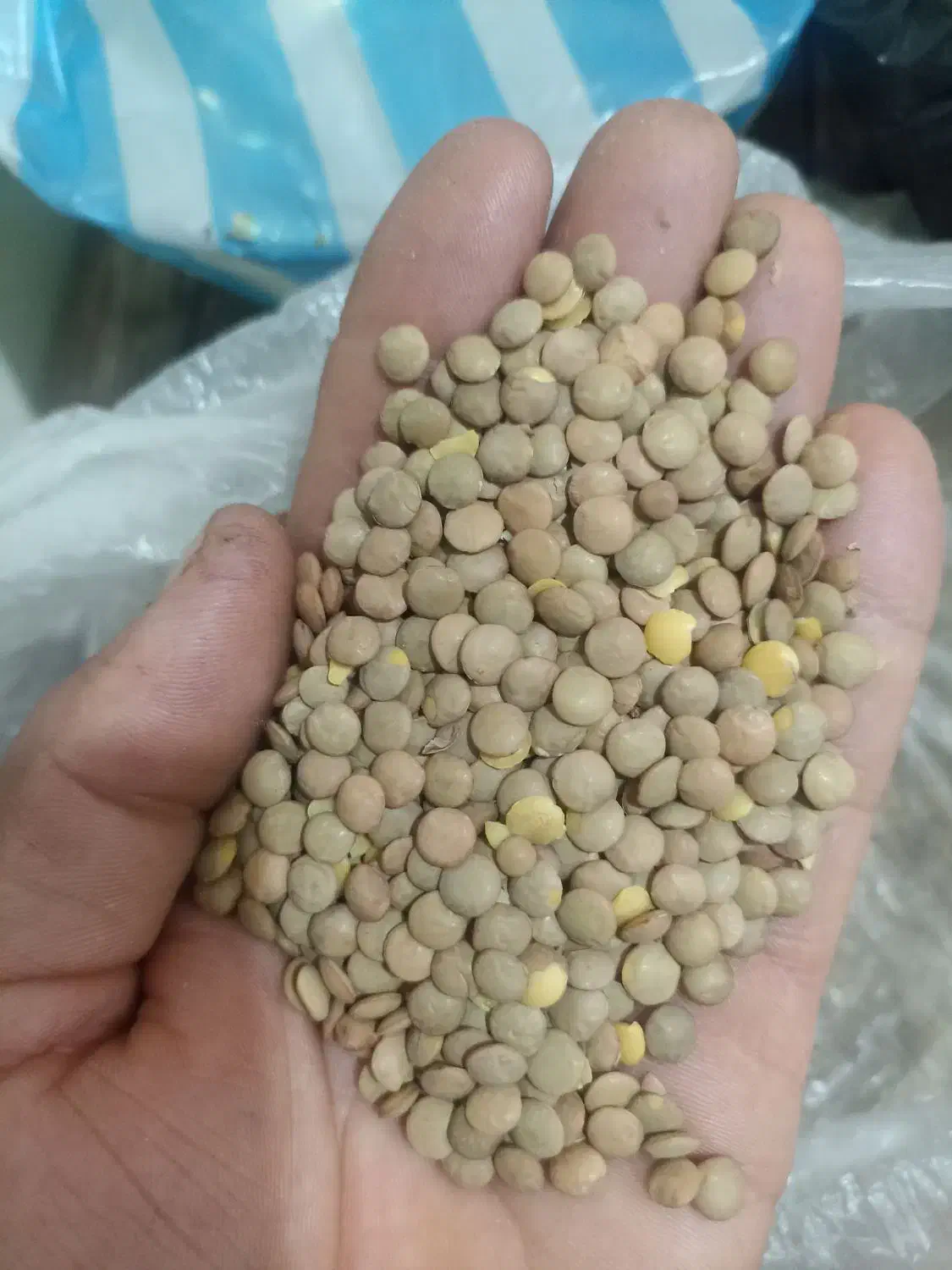 پخش عمده وخرده عدس|خوردنی و آشامیدنی|بانه, |دیوار