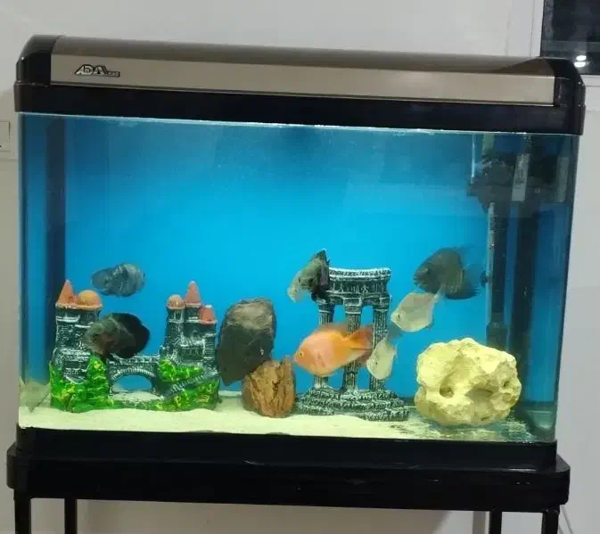 آکواریوم شرکتی شیشه خم با ماهی|ماهی|شیراز, شهرک گلستان شمالی|دیوار