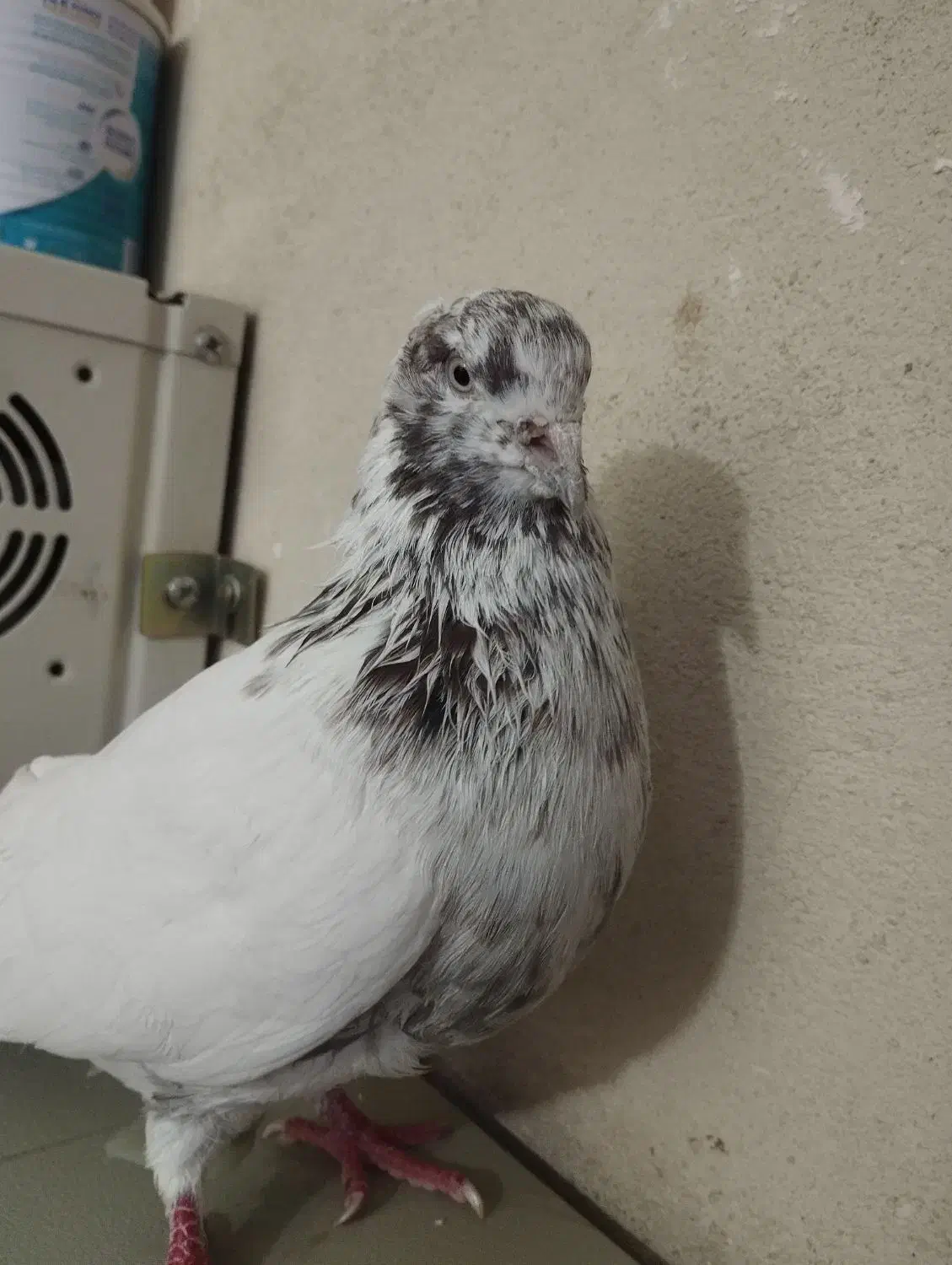 کفتر پرشی گرفتنی|پرنده|تهران, بهمن یار|دیوار