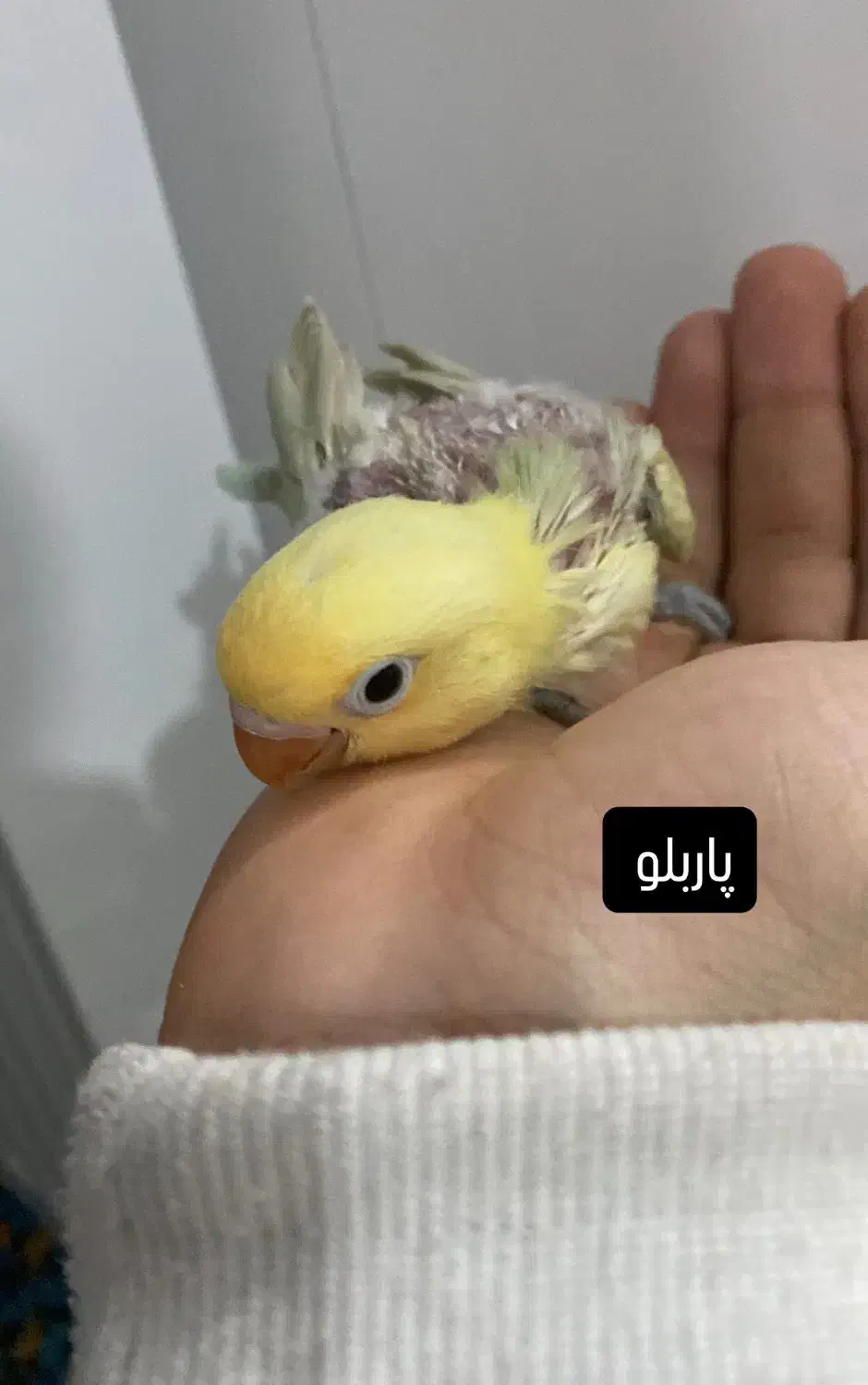 ۳عدد طوطی برزیلی و یک جفت عروس هلندی|پرنده|میاندوآب, |دیوار