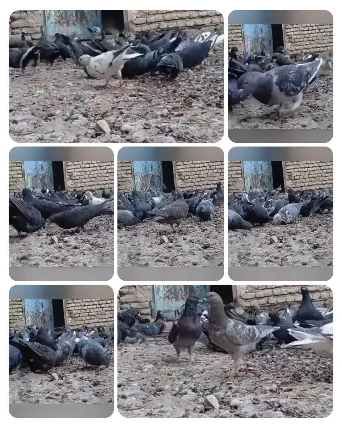 کبوتر|پرنده|کرخه, |دیوار