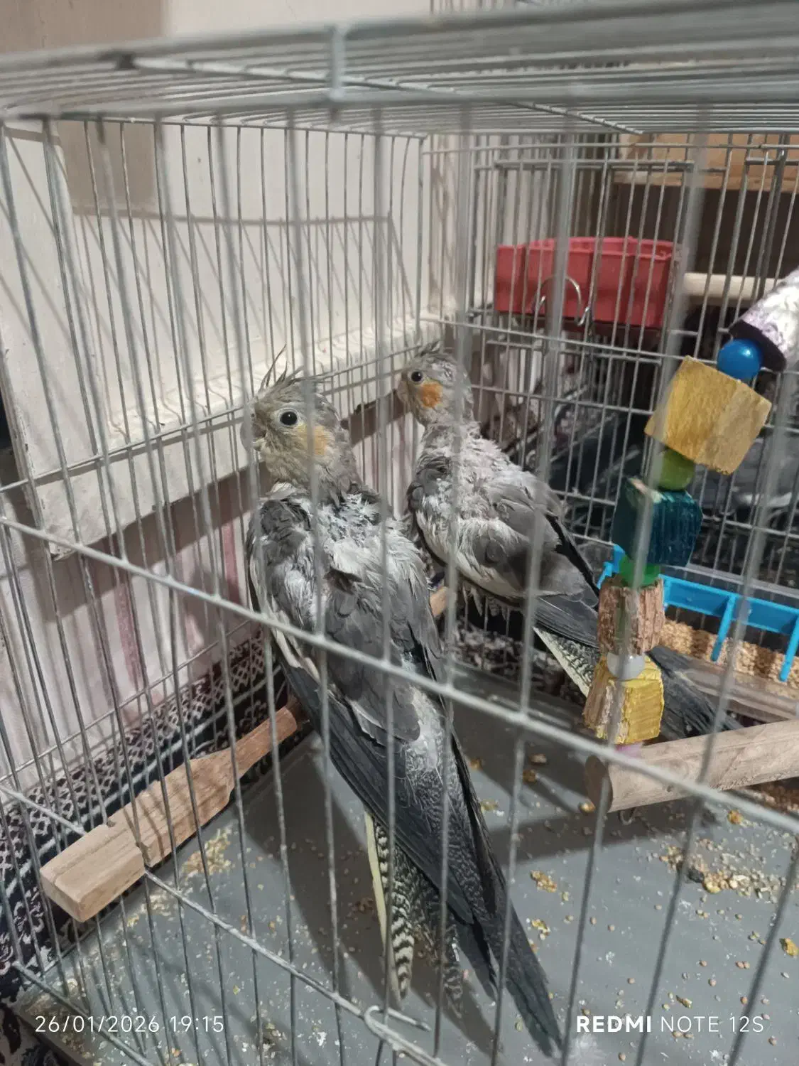 جوجه عروس هلندی|پرنده|پاکدشت, پاکدشت (مامازند)|دیوار