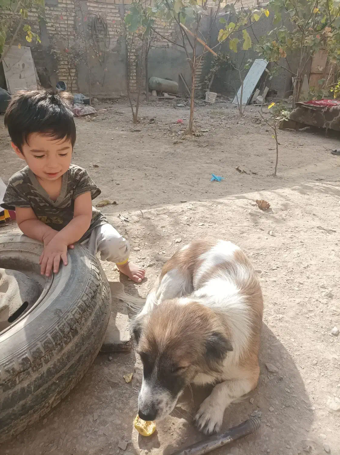 واگذار میشود|سگ|مشهد, منزل آباد|دیوار