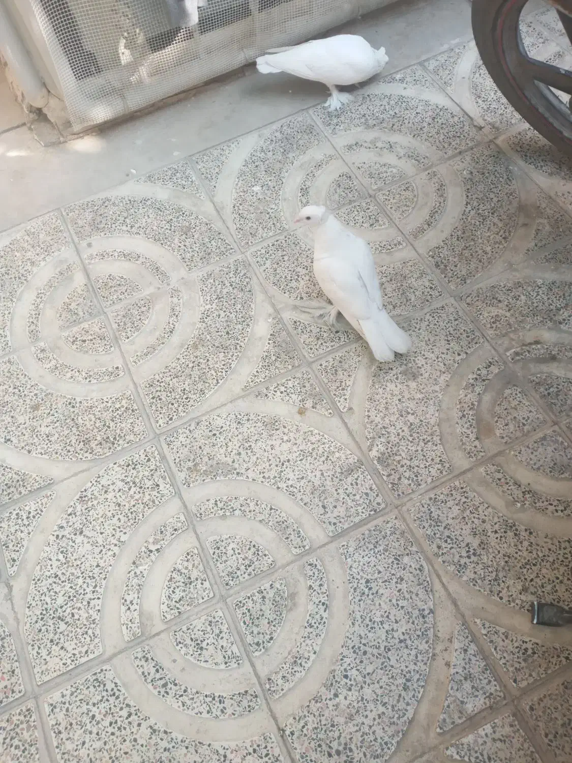 کبوتر تمام سفید بدون خط وخال پاپری( راعبی)|پرنده|اصفهان, سرتاوه|دیوار