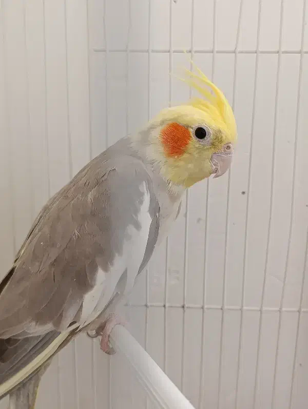 عروس هلندی ماده|پرنده|گلپایگان, |دیوار