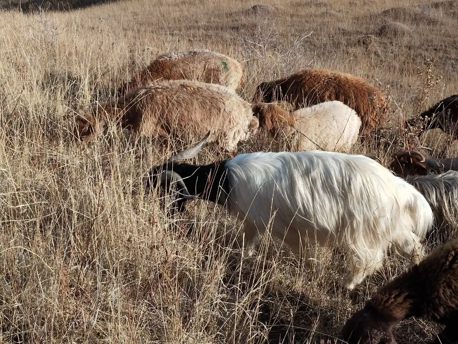 یک راس نربز یک ساله گله رو|حیوانات مزرعه|تبریز, |دیوار
