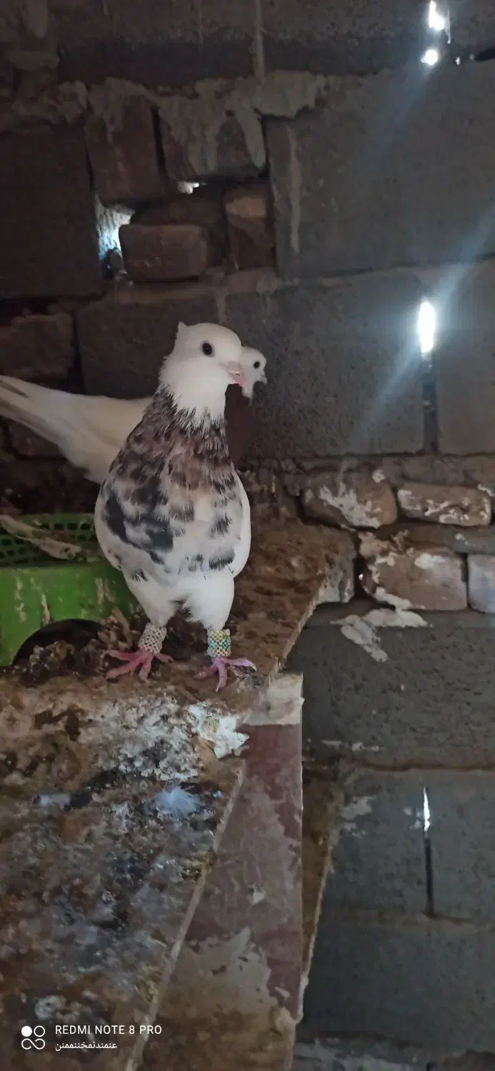 زاغ دم سفید و طوقی|پرنده|نرماشیر, |دیوار