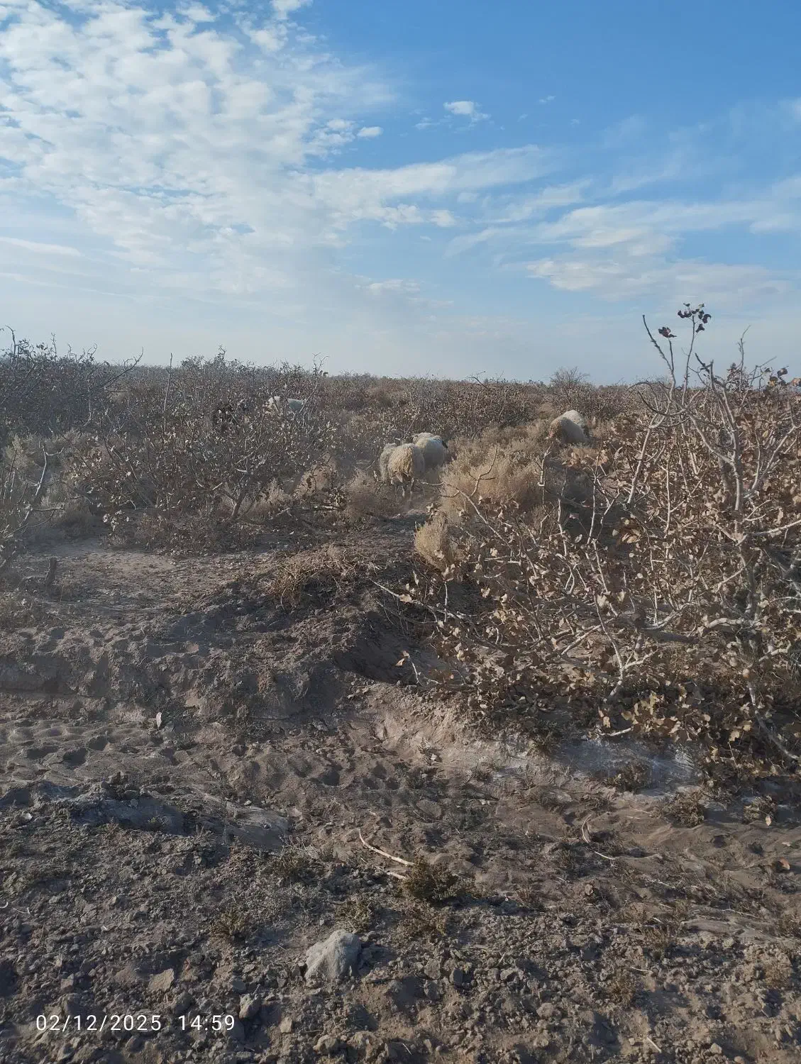 میش|حیوانات مزرعه|رفسنجان, |دیوار