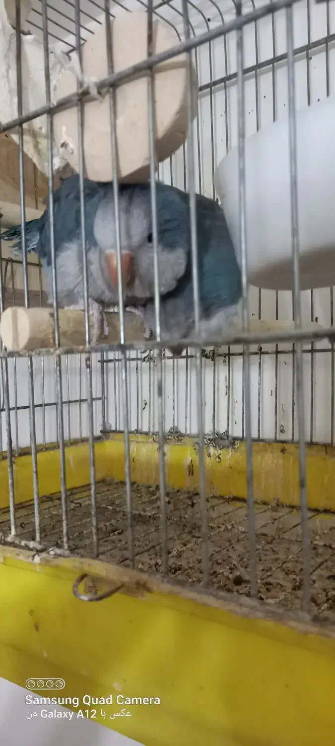 راهب مولد ابی|پرنده|تبریز, |دیوار