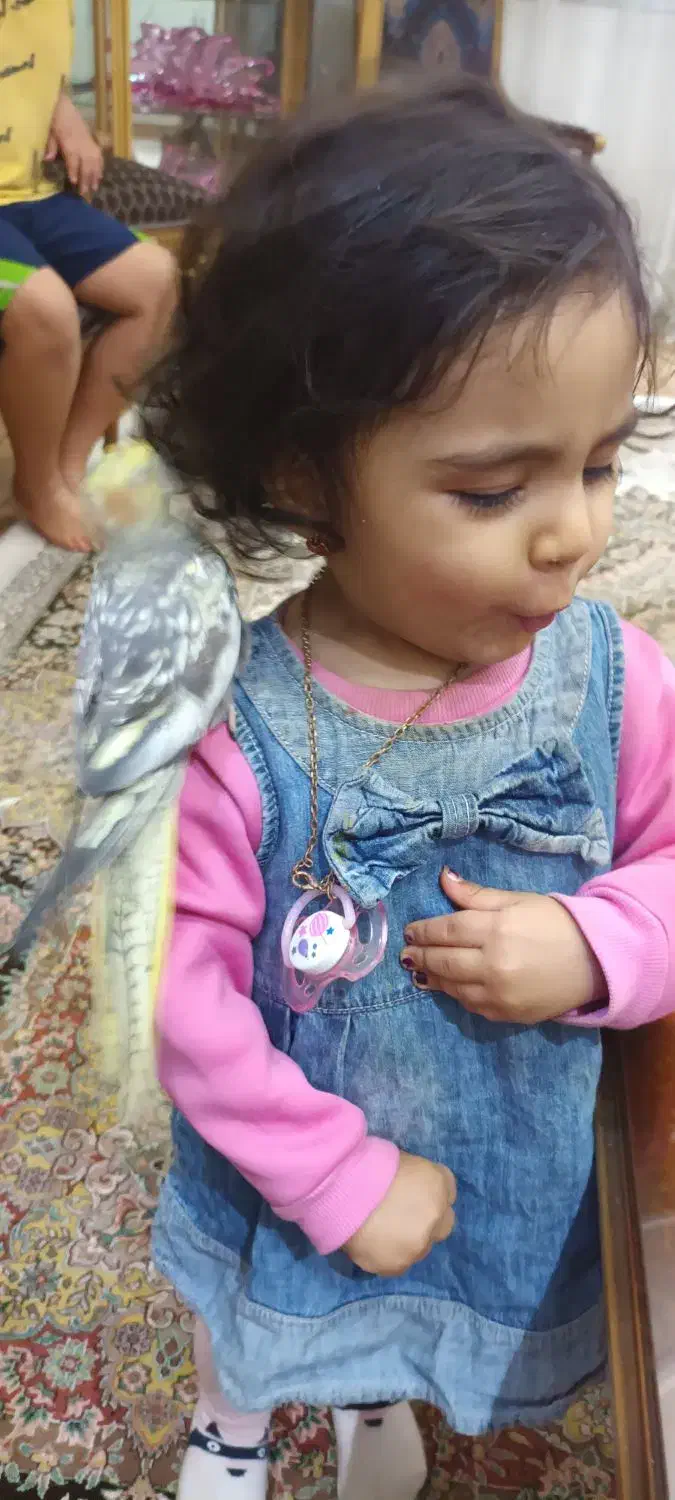 عروس هلندی|پرنده|گلستان (تهران), |دیوار