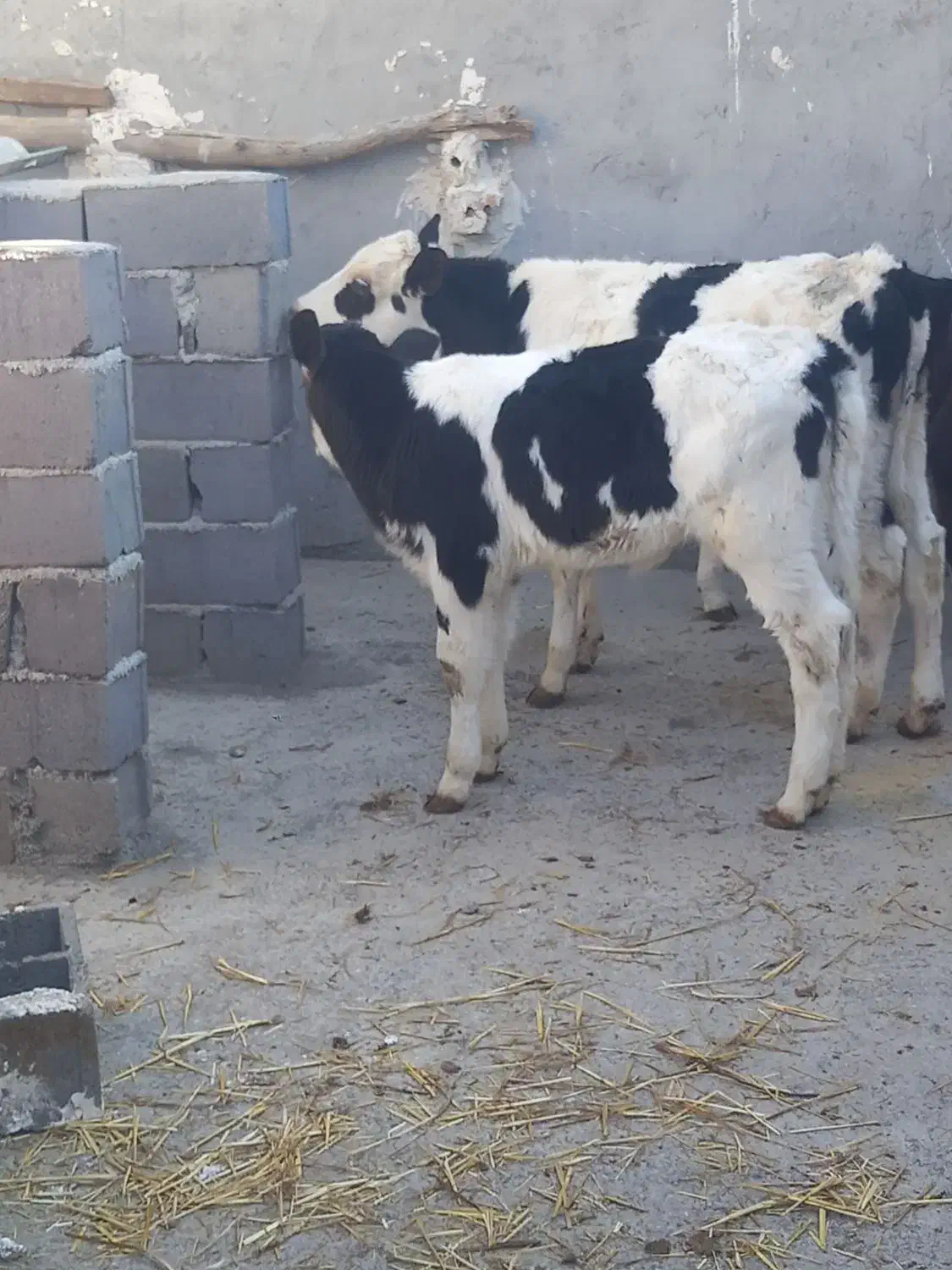 گوساله نر وماده|حیوانات مزرعه|تربت جام, میان جام|دیوار