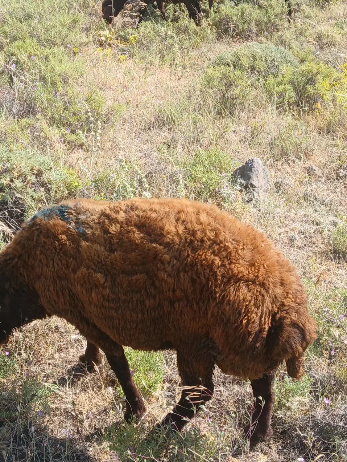 توخلی دامازدیخ نر یه ماه مونده یه ساله بشن|حیوانات مزرعه|هیر, |دیوار