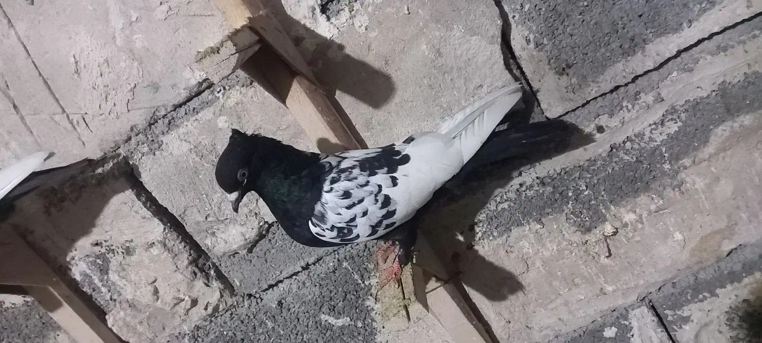 کبوتر|پرنده|مرودشت, ولایت|دیوار