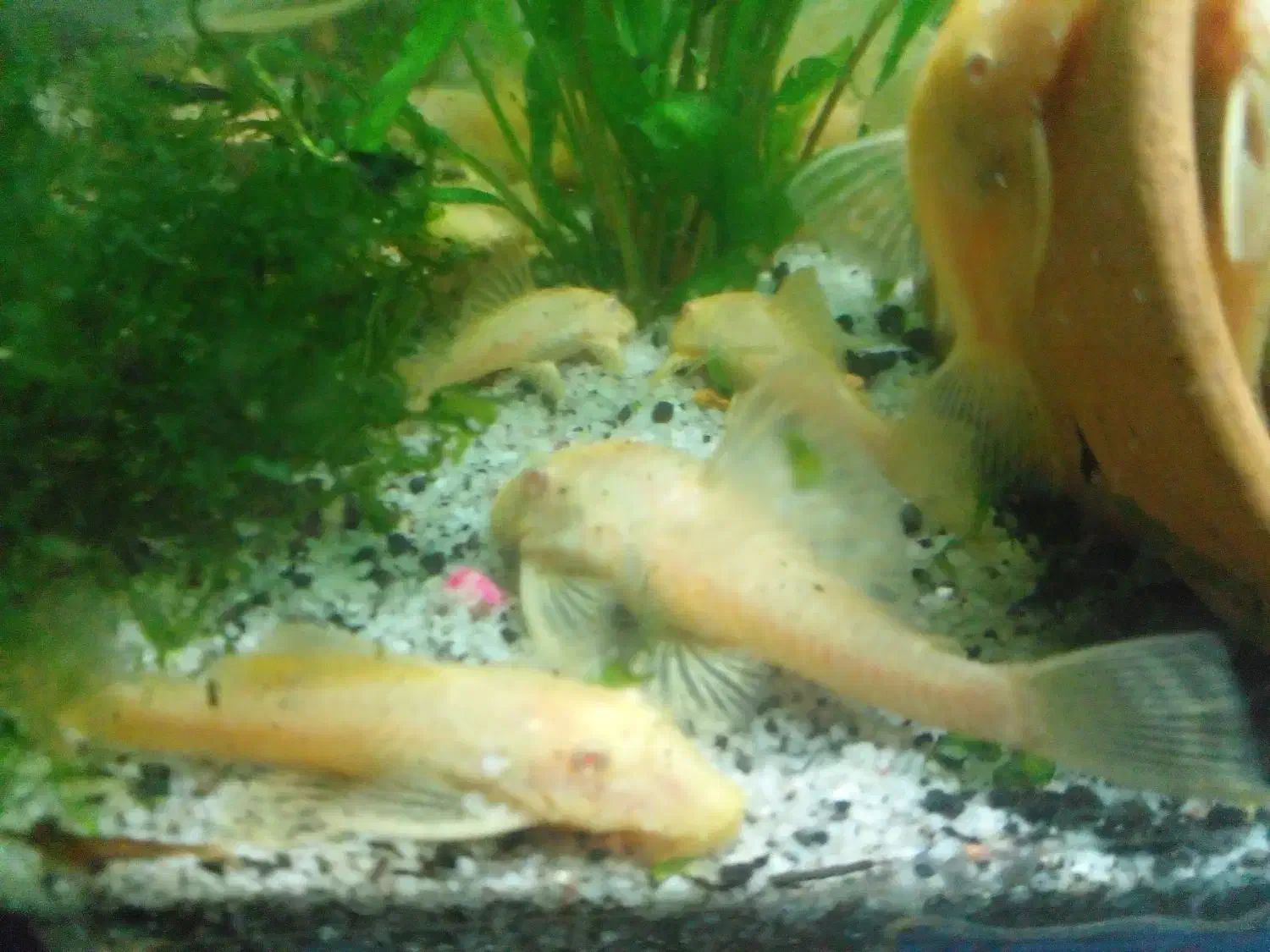 ماهی پلاتی لجن خار  میگوردچری حلزون کلیر|ماهی|ارومیه, |دیوار