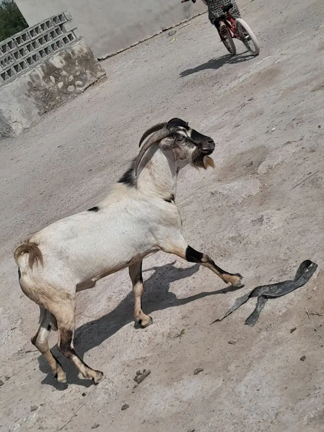 نری|حیوانات مزرعه|بندرلنگه, |دیوار