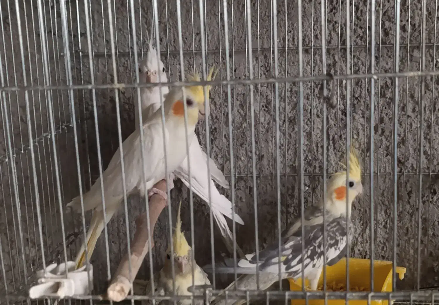 عروس مولد و کلی|پرنده|یزد, |دیوار