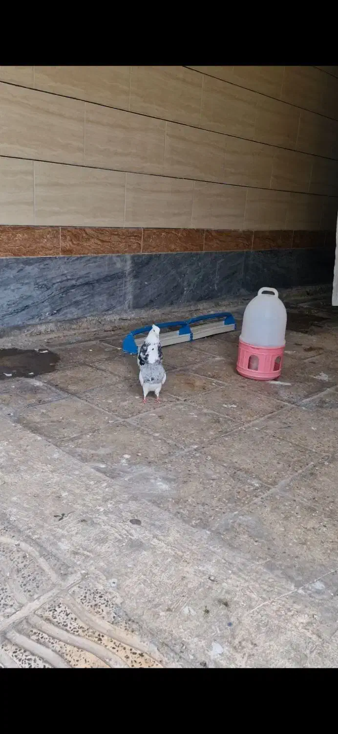 طوقی|حیوانات|ایذه, |دیوار