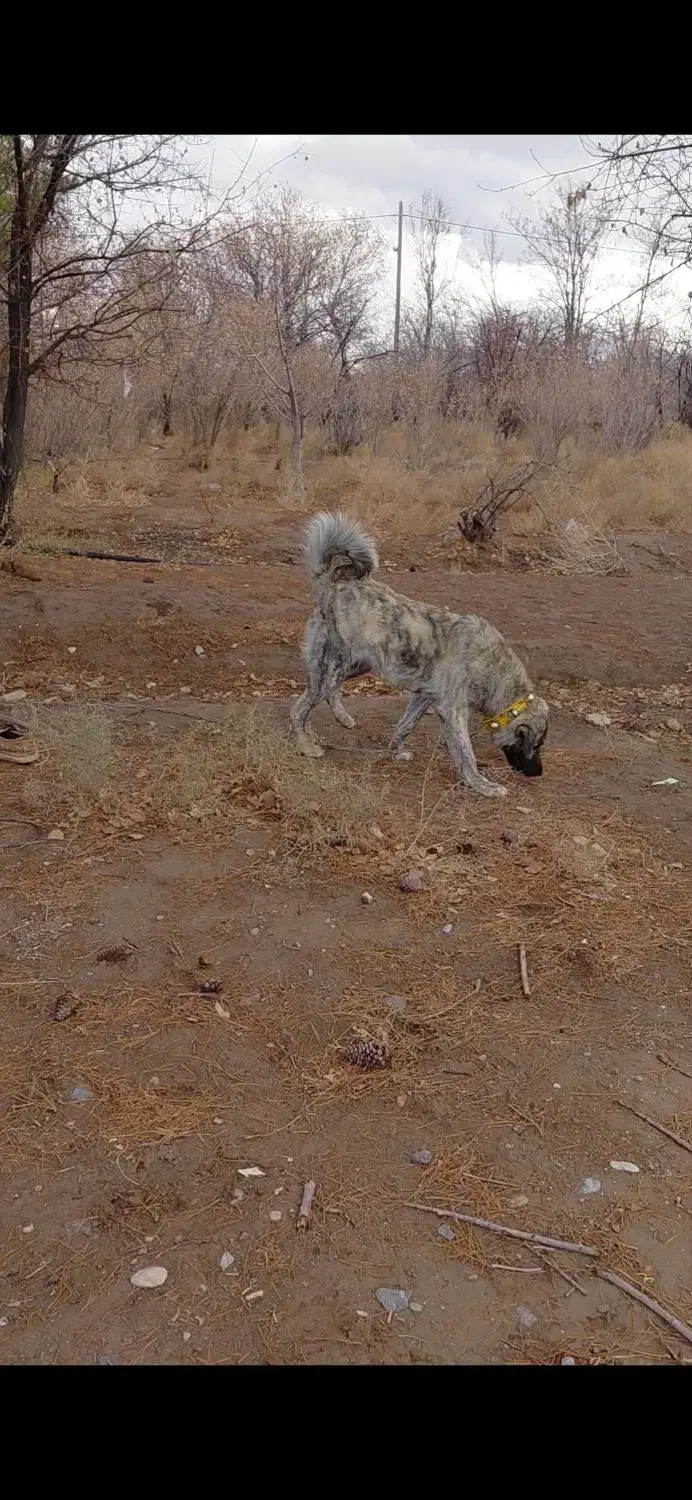 توله سگ افغان|سگ|کرمان, |دیوار