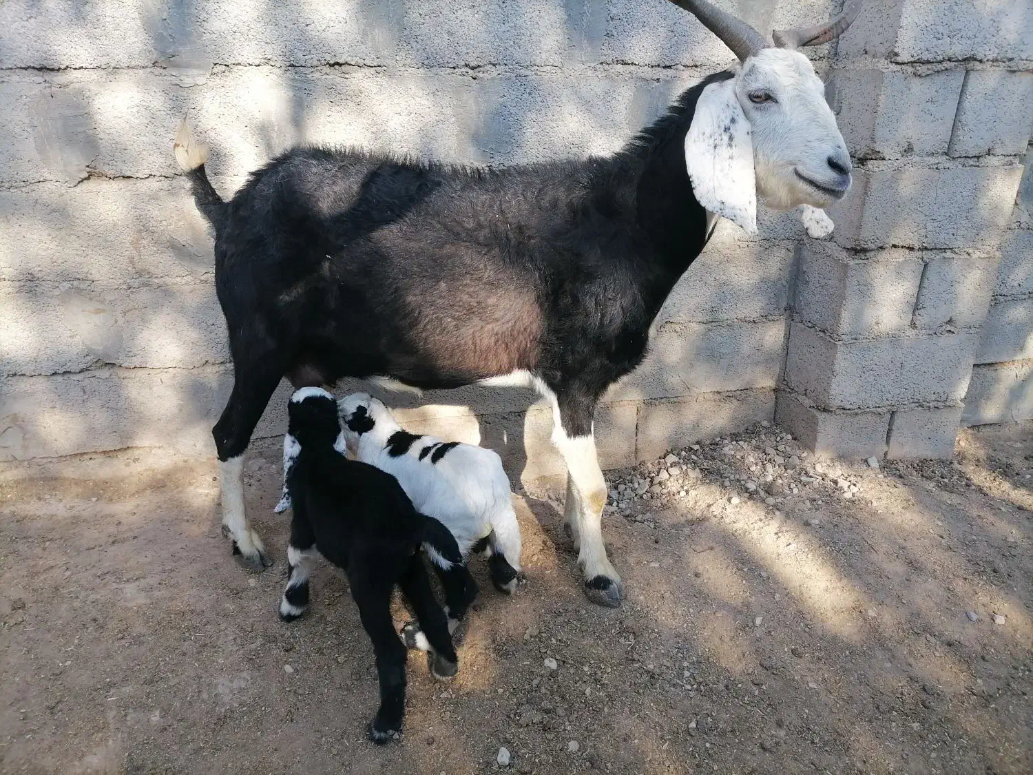 بز دوقلو زا با بزغاله|حیوانات مزرعه|گنبد کاووس, |دیوار