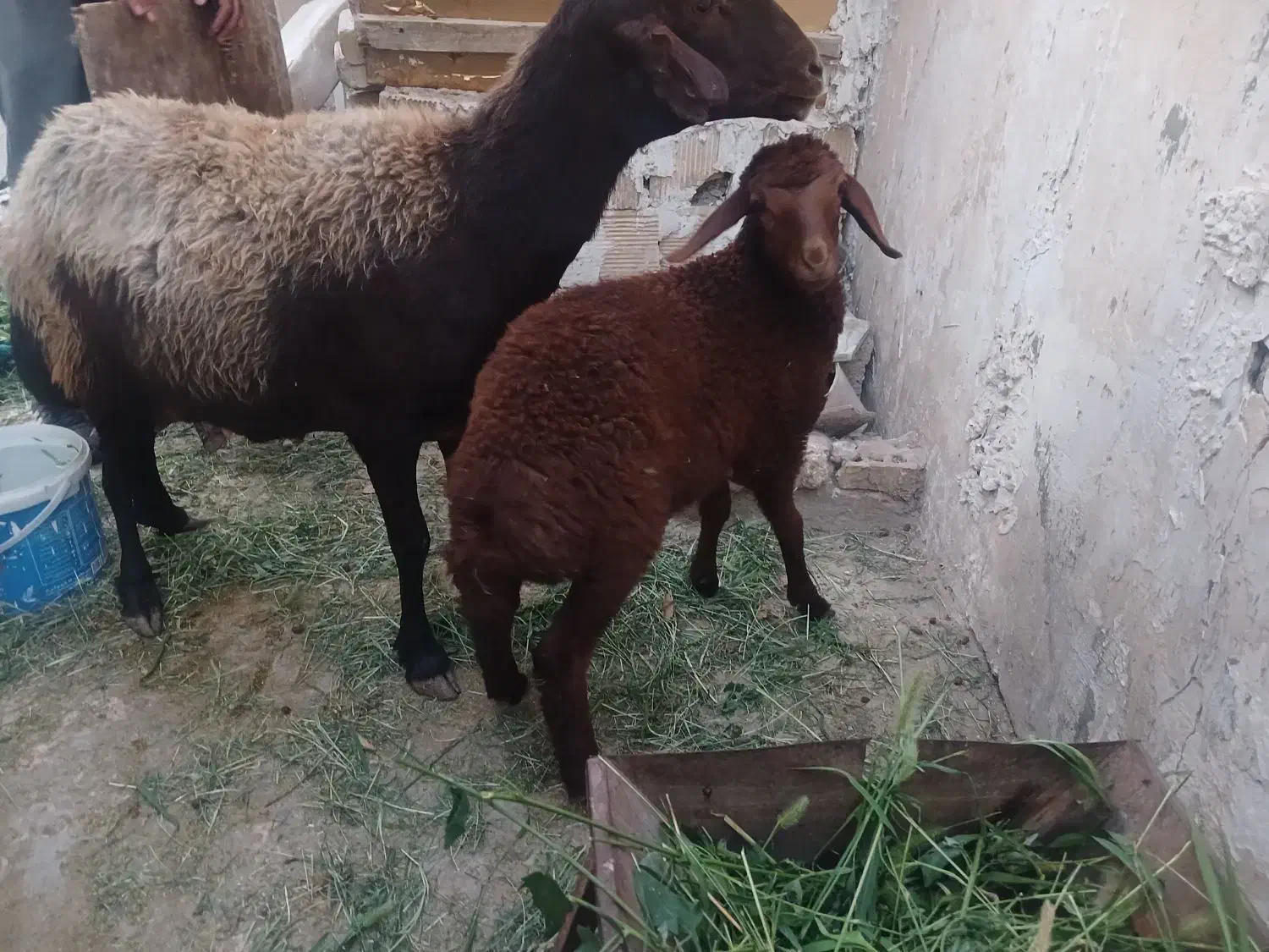 بره ماده افشاری|حیوانات مزرعه|اصفهان, بهارستان|دیوار