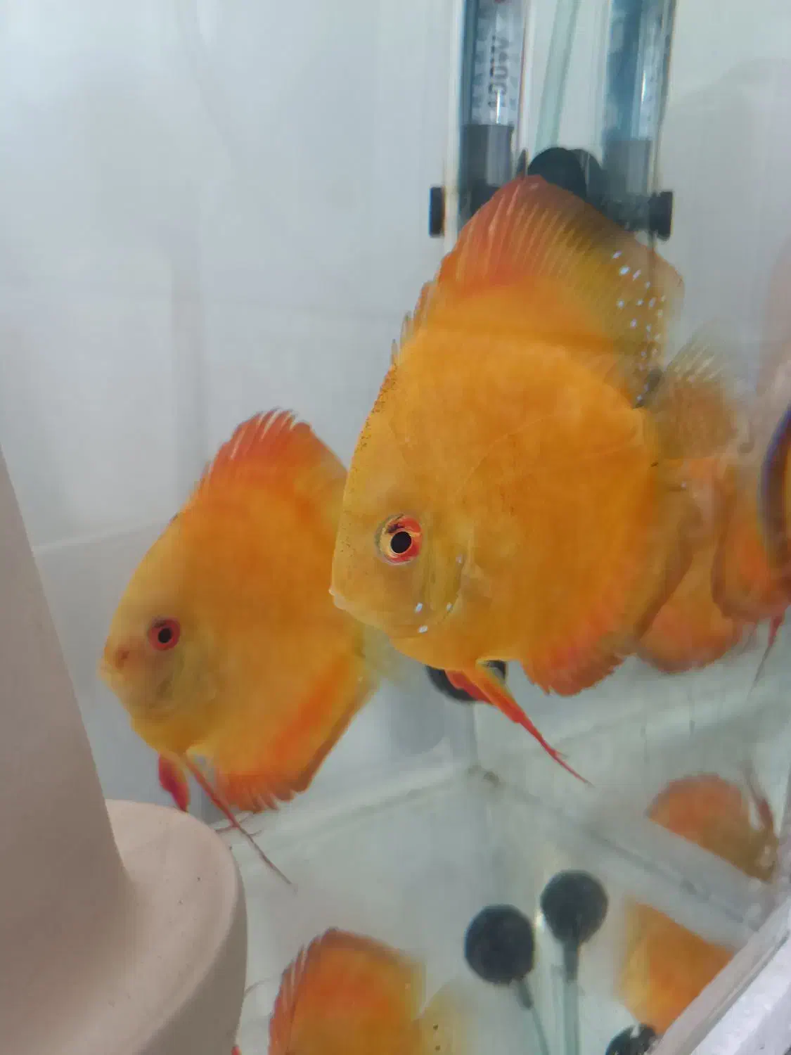 ماهی دیسکس مولد|ماهی|اردبیل, |دیوار