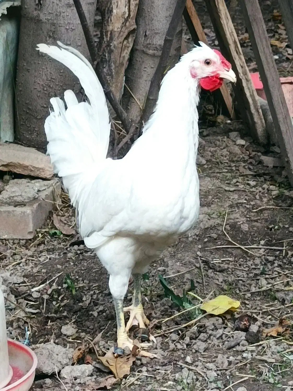 نیمچه خروس گلین|حیوانات مزرعه|رامیان, |دیوار