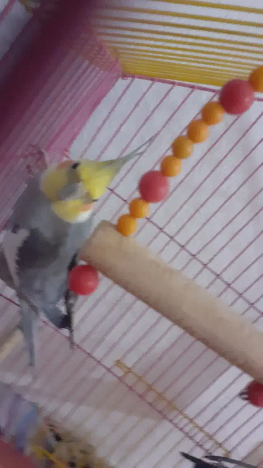 عروس هلندی نروماده مولد|پرنده|گلپایگان, |دیوار