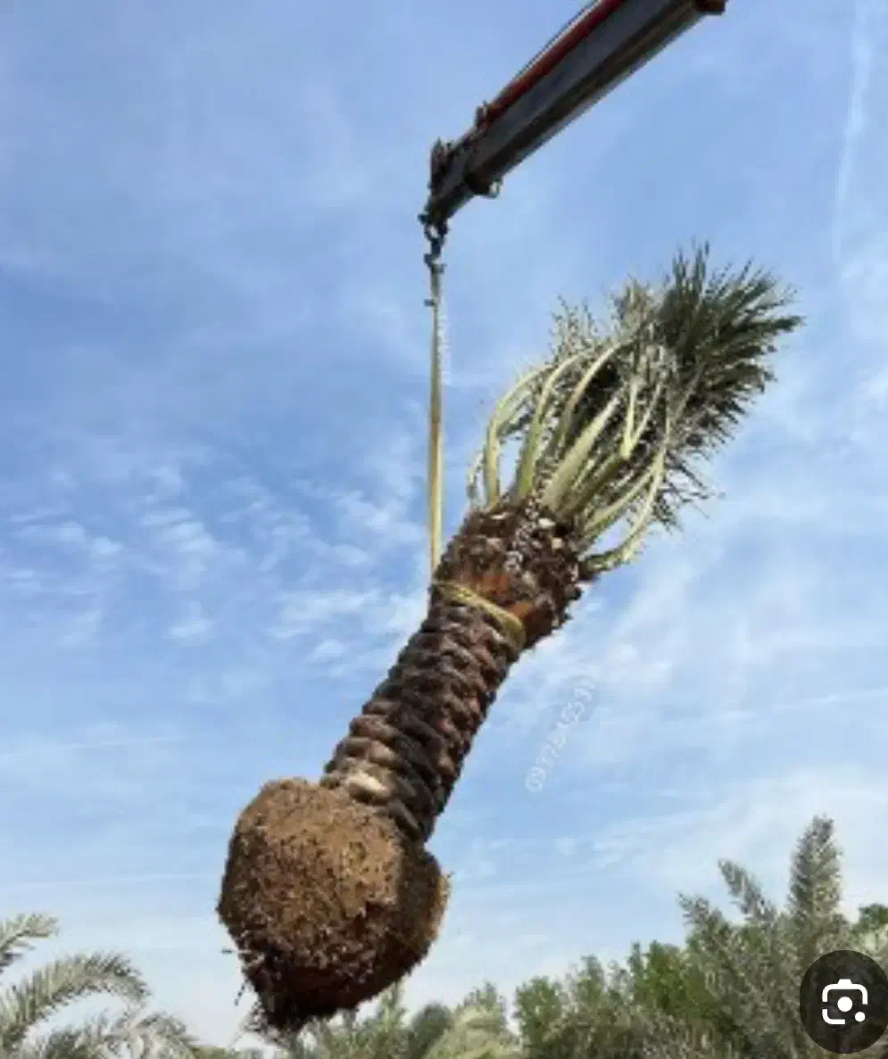 درخت نر...جاگردونی|گل و گیاه طبیعی|نرماشیر, |دیوار