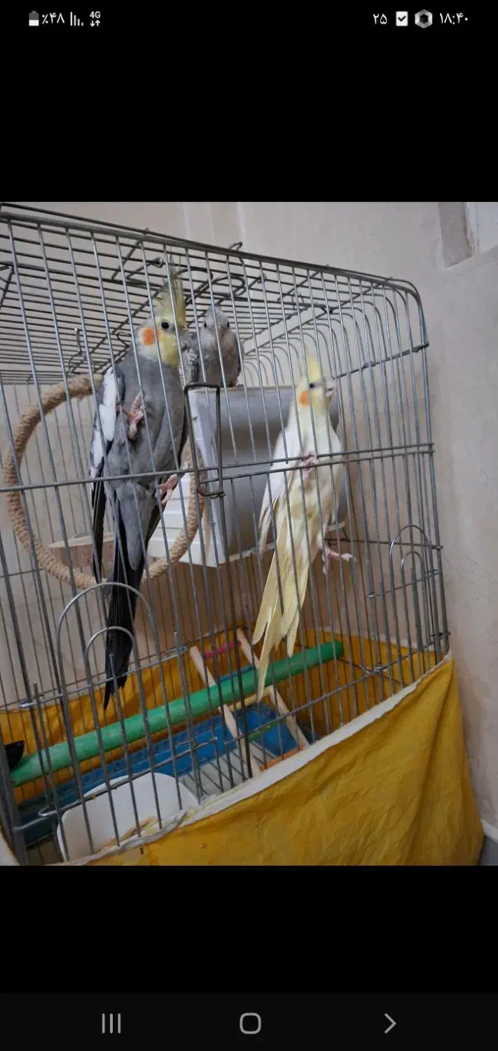 عروس هلندی مولد سخنگو|پرنده|تهران, مسعودیه|دیوار