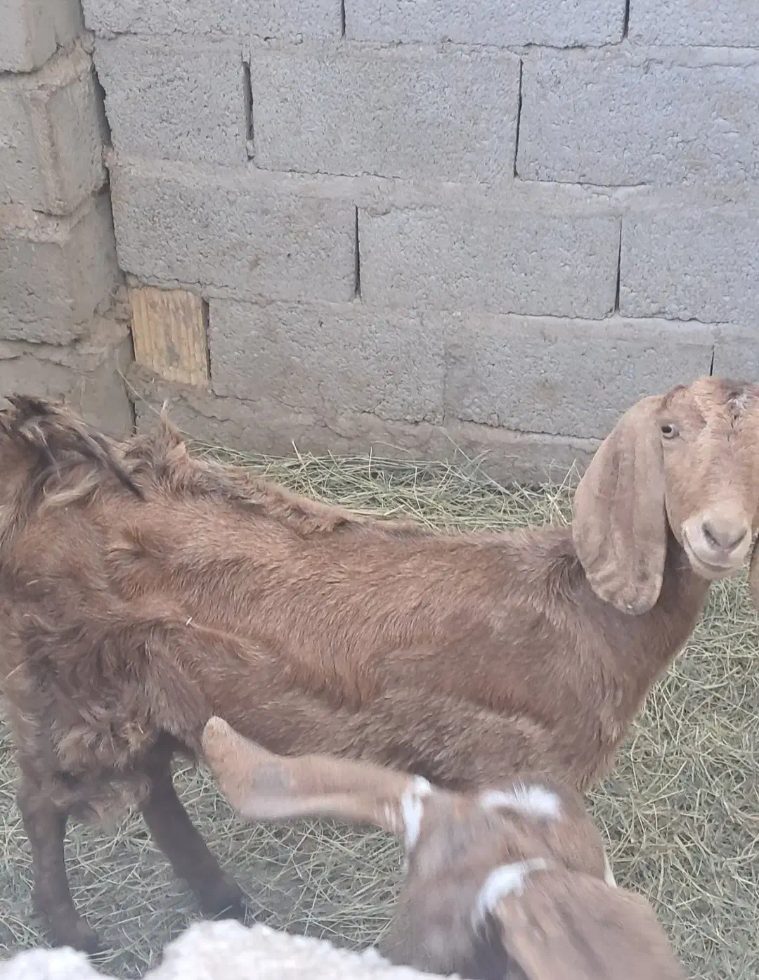 دوزدیده شدن|حیوانات|گنبکی, |دیوار