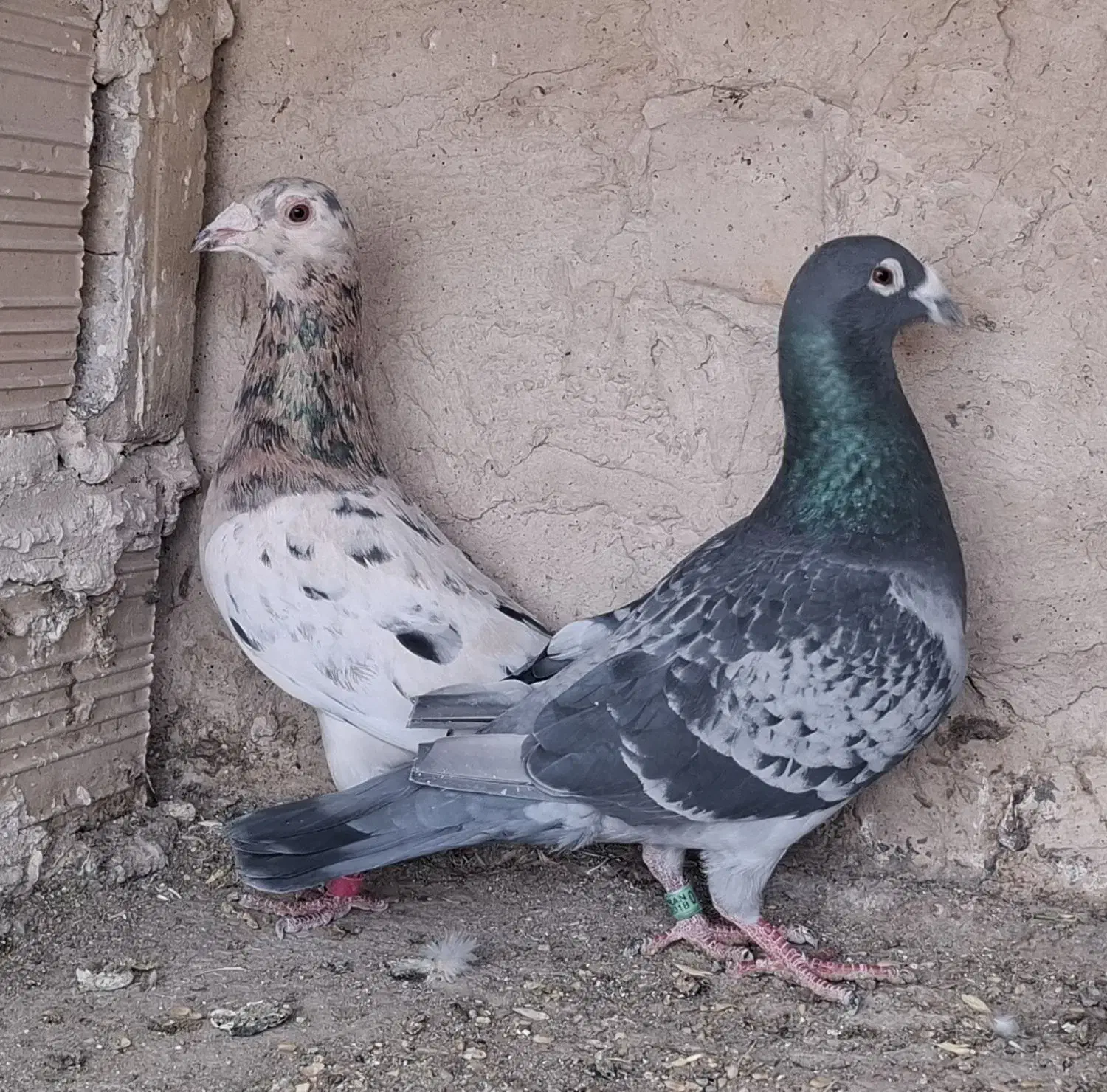 جفت فروشی|پرنده|تایباد, |دیوار