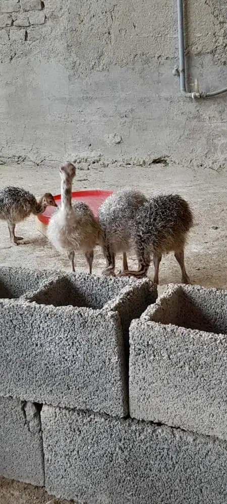 فروش جوجه شترمرغ|حیوانات مزرعه|شریفآباد, |دیوار