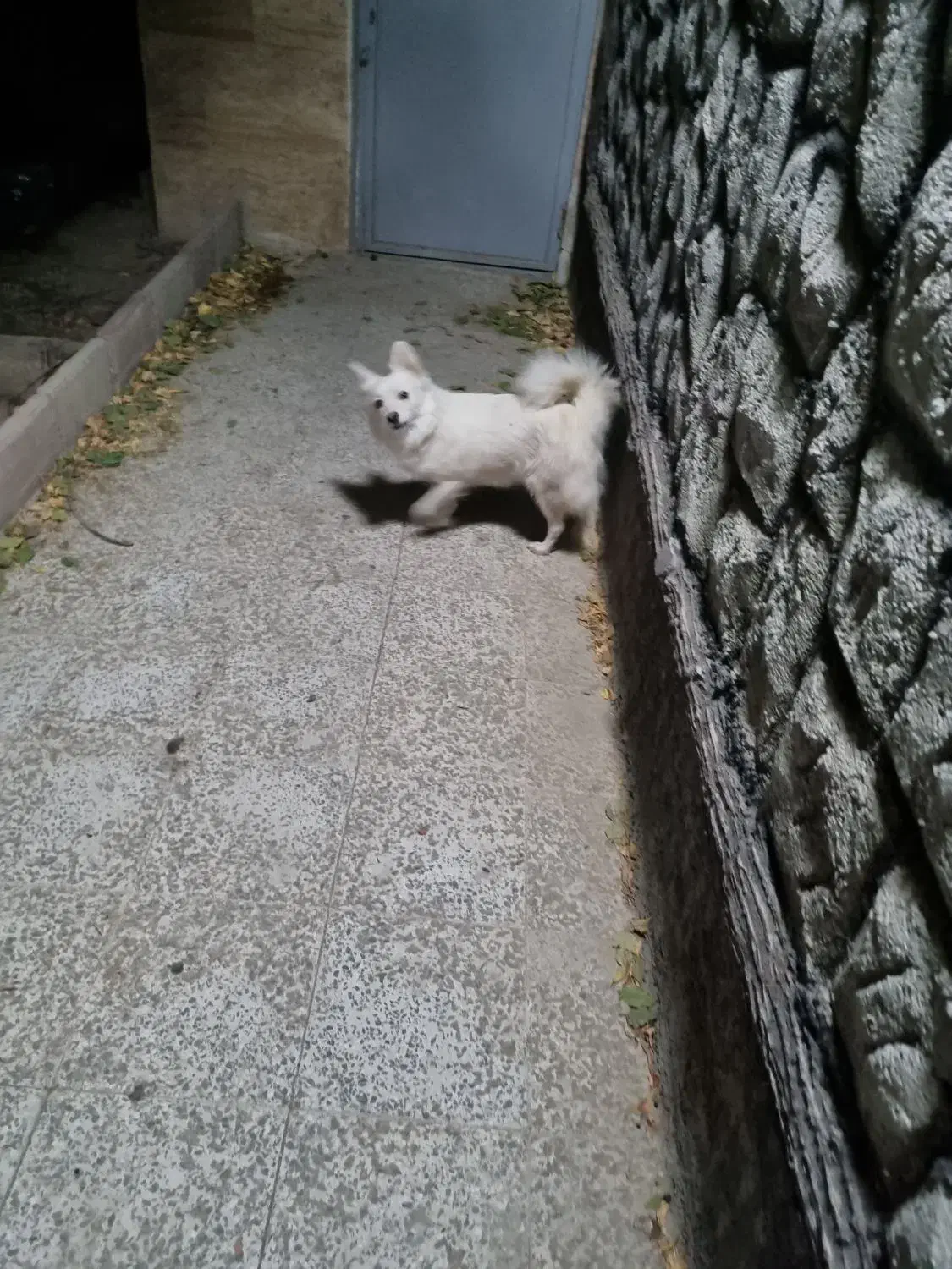 سگ اشپیتز ماده زیبا شناسنامه دار|سگ|شهریار, شهریار|دیوار