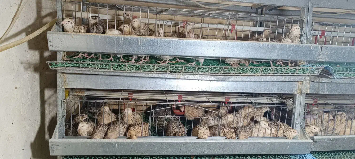 بلدرچین کشتاری|خوردنی و آشامیدنی|رزن, |دیوار