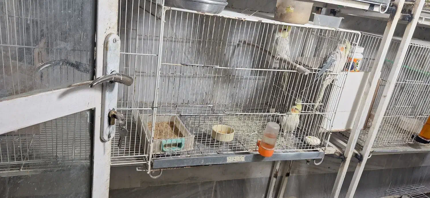 دو جفت عروس هلندی|پرنده|اسفراین, |دیوار