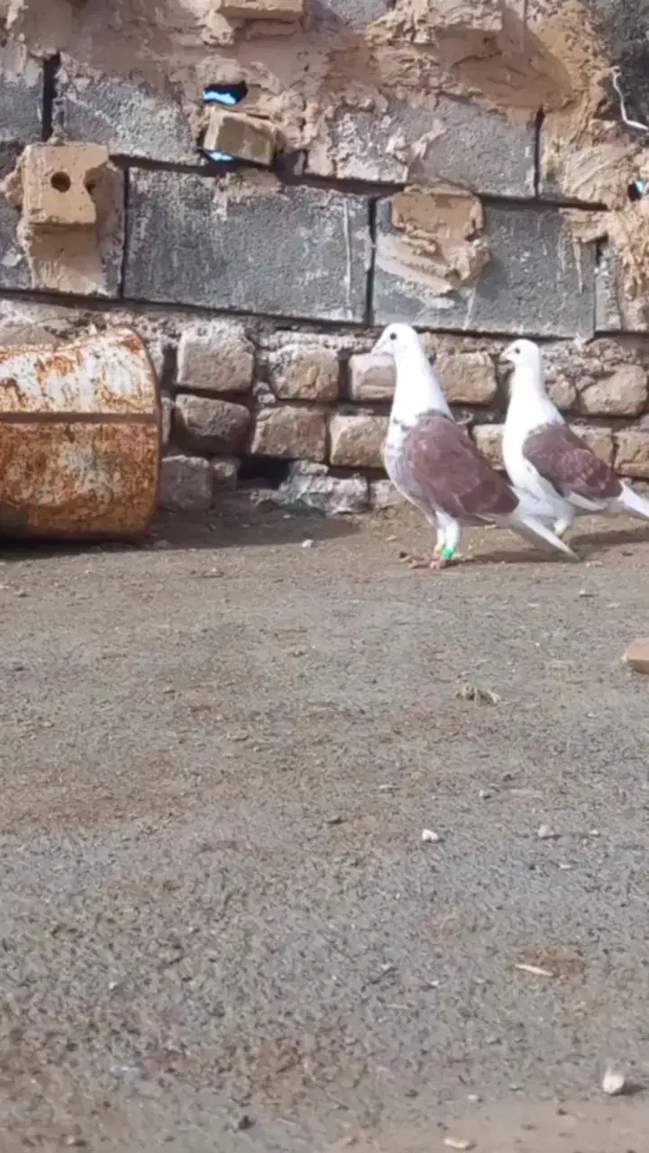 پشتی|پرنده|تربت جام, نظامی|دیوار