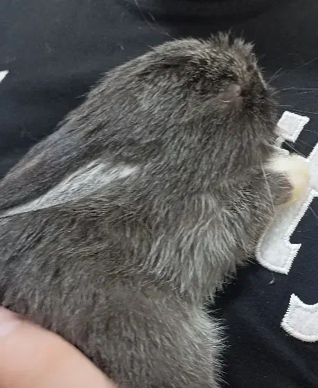 خرگوش ناز|موش و خرگوش|نیشابور, مازول|دیوار