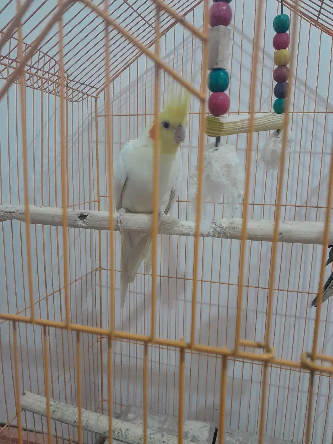 عروس هلندی|پرنده|بجنورد, |دیوار