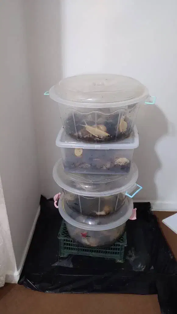 حلزون  البینو|خزنده|شیراز, معالی‌آباد|دیوار