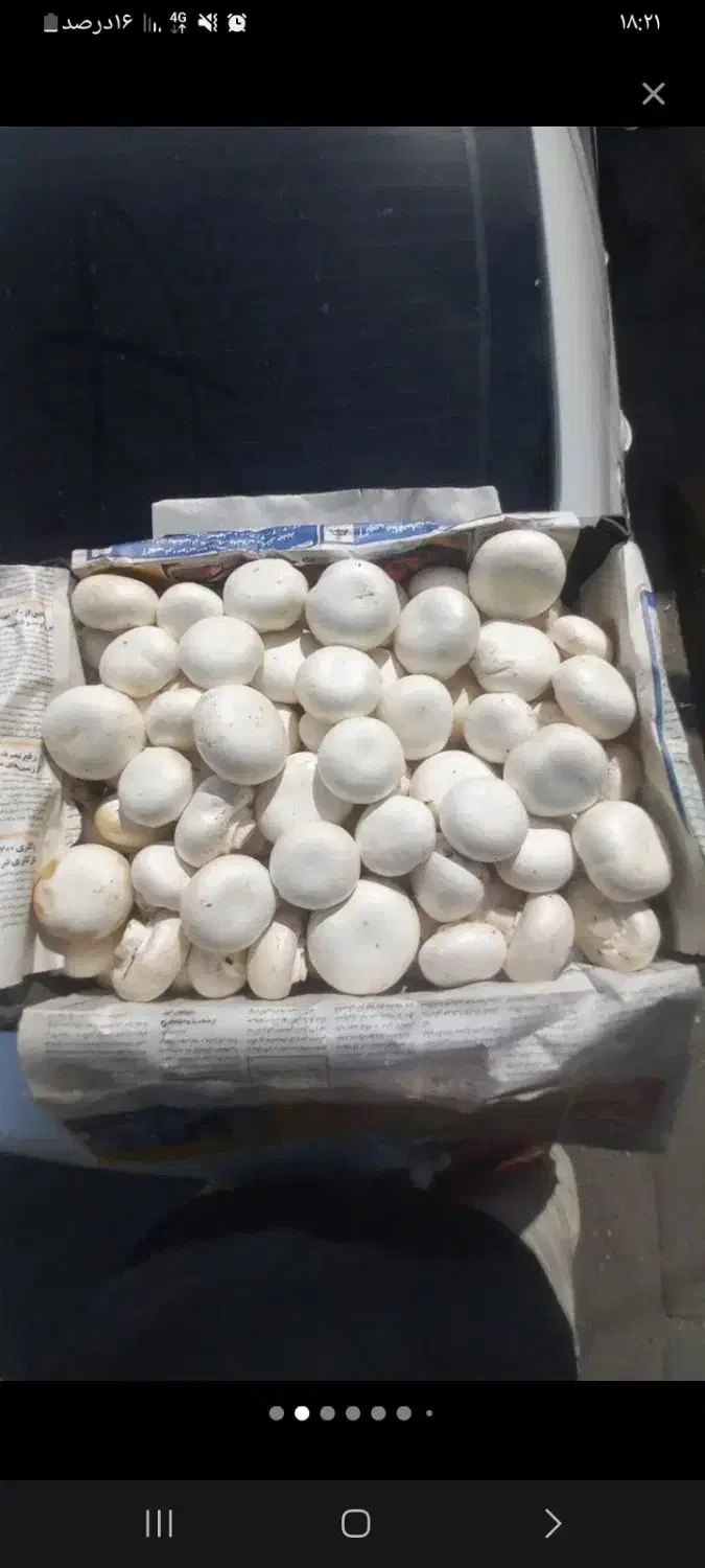 قارچ|خوردنی و آشامیدنی|پشتکوه (سیستان و بلوچستان), |دیوار