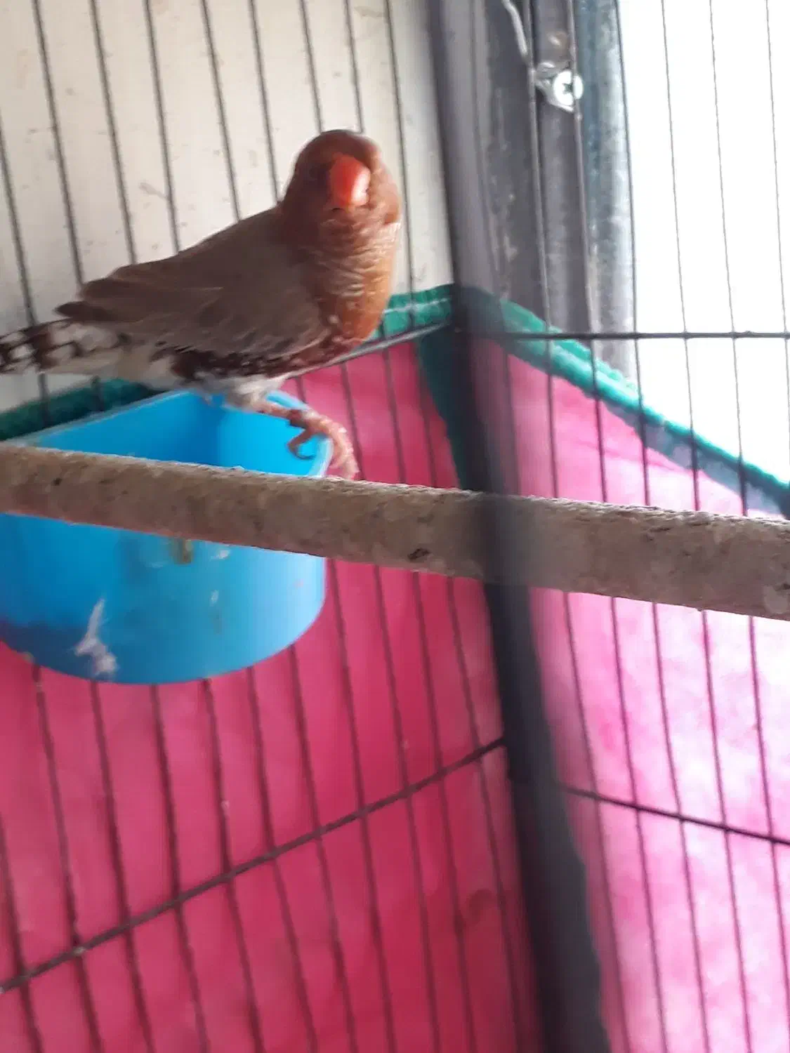 فنج کینگ انگلیسی وگلدین|پرنده|بندرعباس, |دیوار